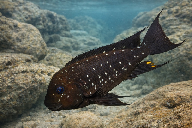 Petrochromis trewavasae 'Moliro'